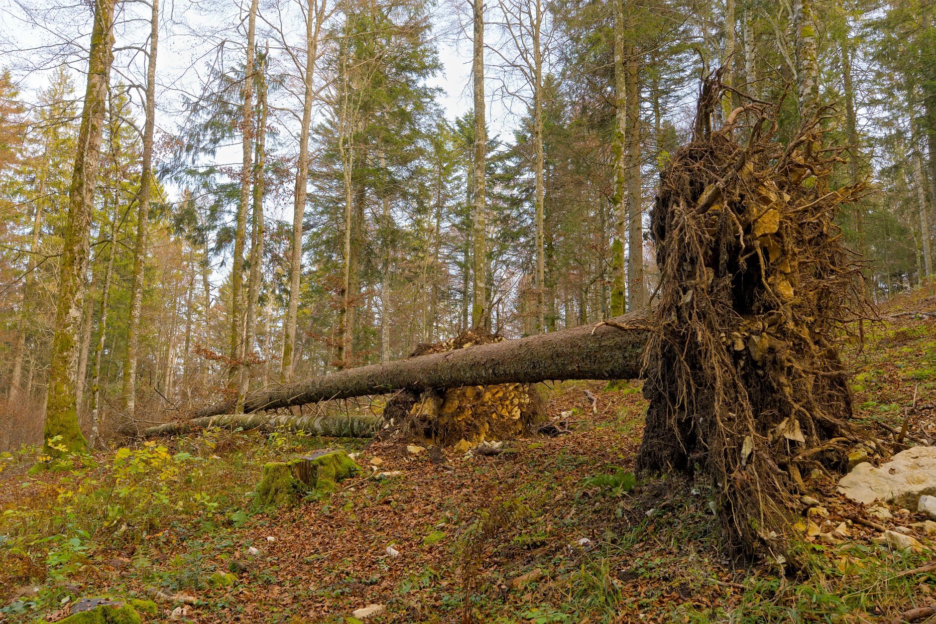 Enlèvement arbre urgence à Toulon